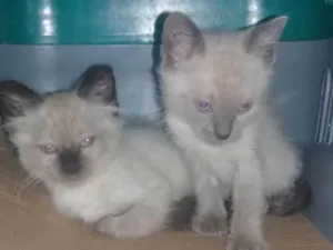 Gato raça SRD idade Abaixo de 2 meses nome Nao tem