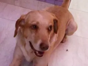 Cachorro raça Vira lata idade 4 anos nome Catatau