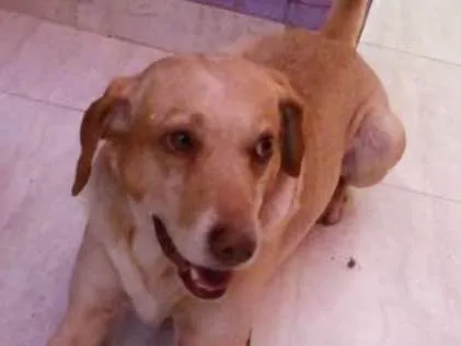 Cachorro ra a Vira lata idade 4 anos nome Catatau