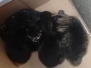 Gato raça SRD idade Abaixo de 2 meses nome Sem nomes