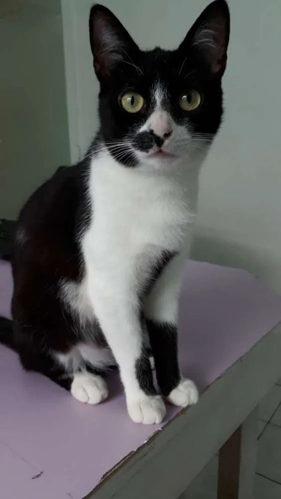 Gato raça Srd  idade 2 a 6 meses nome Rebeca