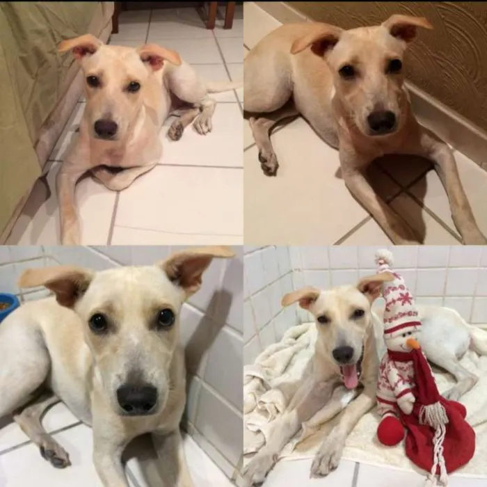 Cachorro ra a Vira lata  idade 1 ano nome Regina 