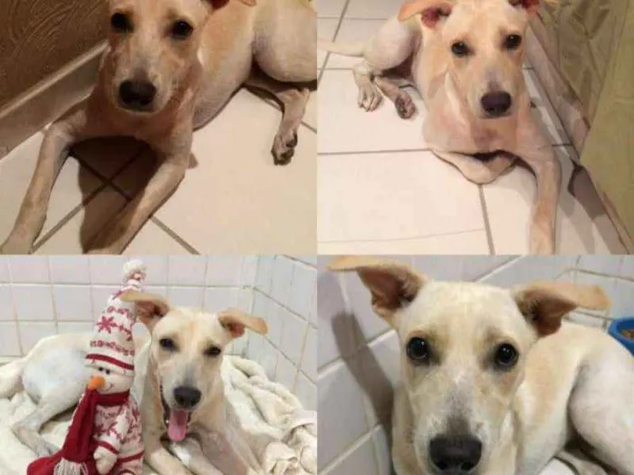 Cachorro ra a Vira lata  idade 1 ano nome Regina 