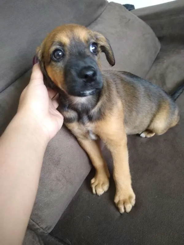 Cachorro ra a Vira Lata idade 2 a 6 meses nome jackeline 