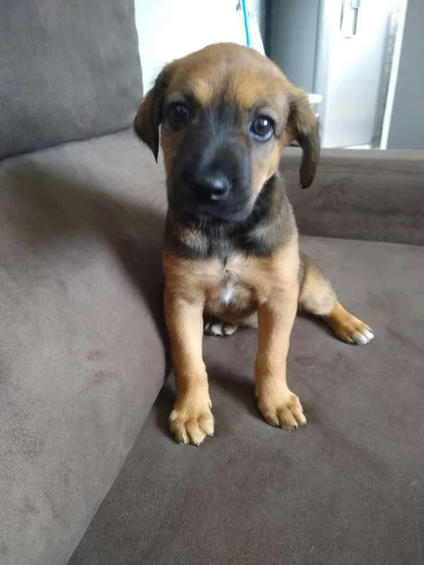Cachorro ra a Vira Lata idade 2 a 6 meses nome jackeline 