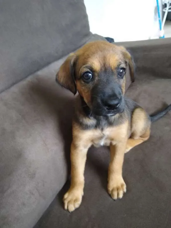 Cachorro ra a Vira Lata idade 2 a 6 meses nome jackeline 