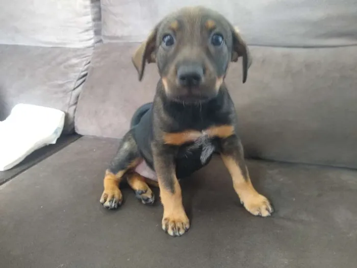 Cachorro ra a Vira Lata idade 2 a 6 meses nome Pretinha