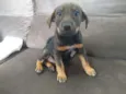 Pretinha