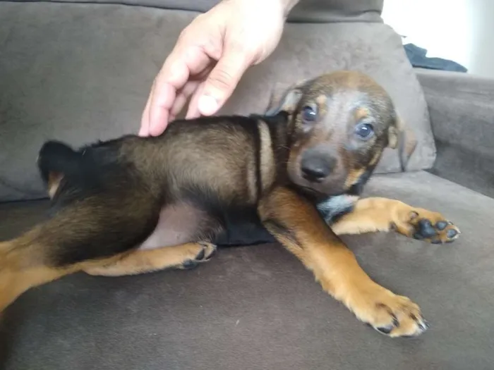 Cachorro ra a Vira Lata idade 2 a 6 meses nome Pretinha