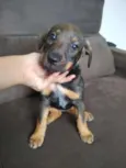 Pretinha