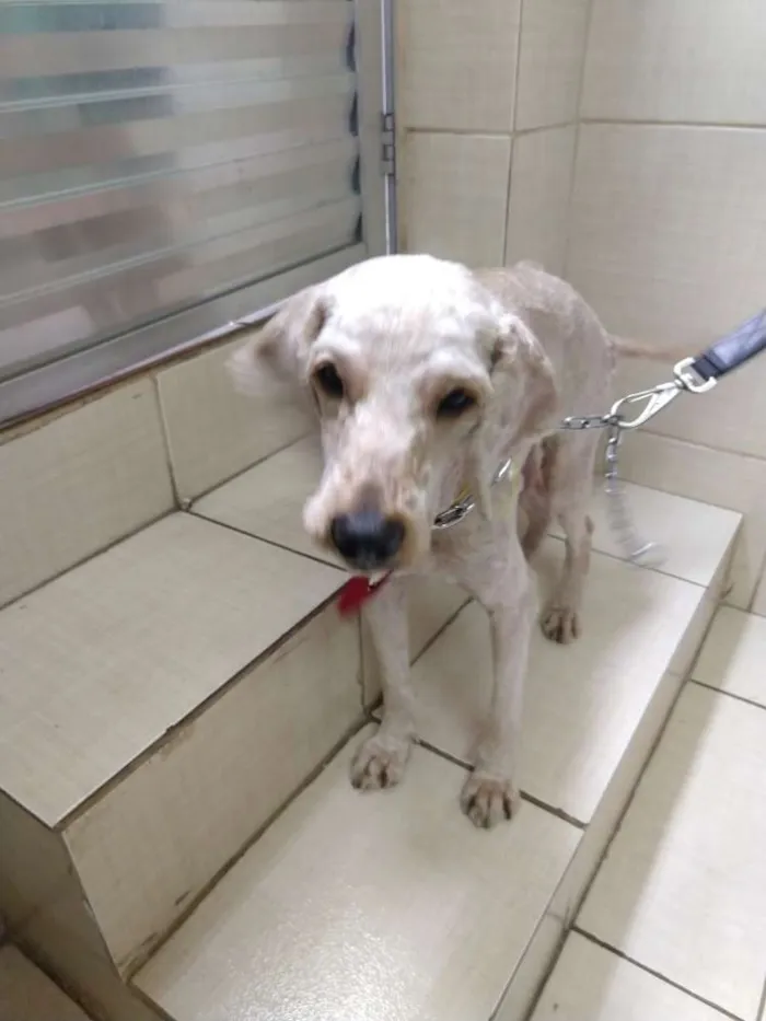 Cachorro ra a Beagle e Poodle idade 3 anos nome Tuti e Caramelo