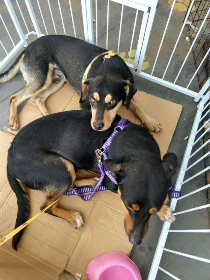 Cachorro ra a Mix mini hotvailer idade 2 anos nome Dudu e Serginho