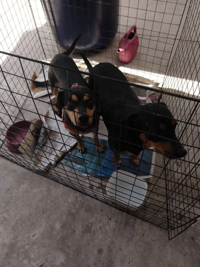Cachorro ra a Mix mini hotvailer idade 2 anos nome Dudu e Serginho