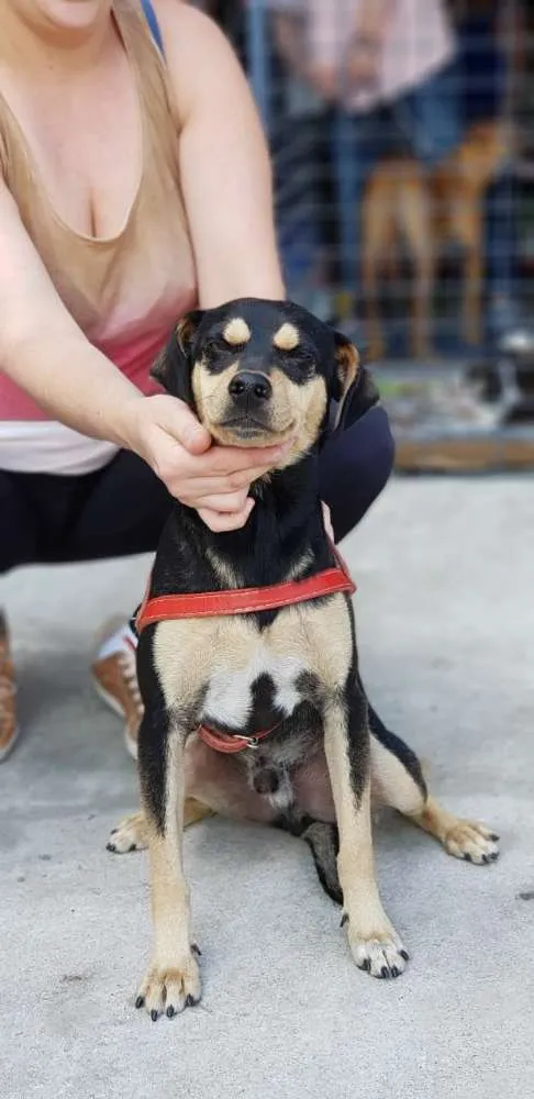 Cachorro ra a Mix mini hotvailer idade 2 anos nome Dudu e Serginho