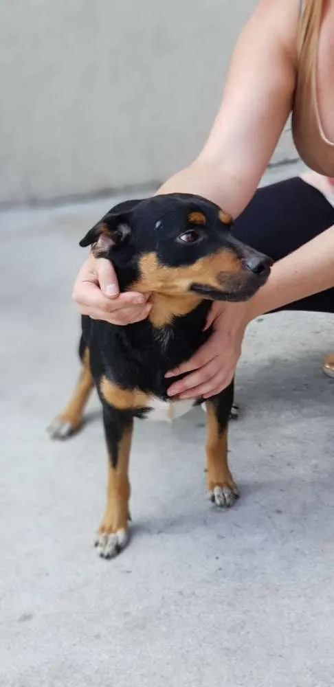 Cachorro ra a Mix mini hotvailer idade 2 anos nome Dudu e Serginho