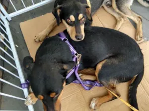Cachorro raça Mix mini hotvailer idade 2 anos nome Dudu e Serginho