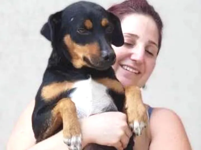 Cachorro ra a Mix mini hotvailer idade 2 anos nome Dudu e Serginho