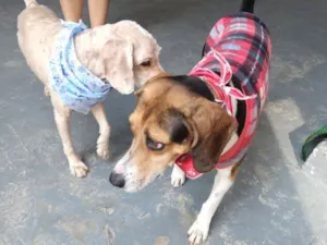 Cachorro raça Beagle e Poodle idade 3 anos nome Tuti e Caramelo
