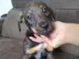 Pretinha