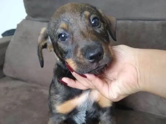 Cachorro ra a Vira Lata idade 2 a 6 meses nome Pretinha