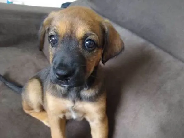 Cachorro ra a Vira Lata idade 2 a 6 meses nome jackeline 