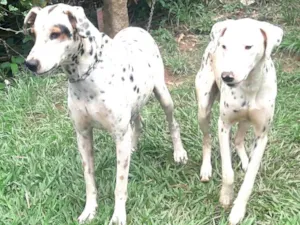 Cachorro raça Dálmata  idade  nome Marlei e Linda