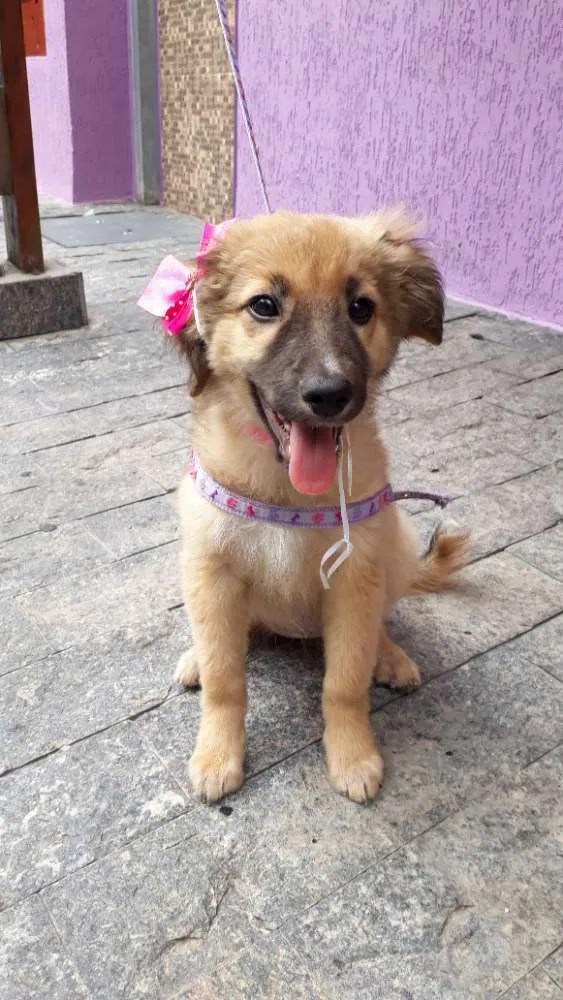 Cachorro raça Srd idade 2 a 6 meses nome Princesa