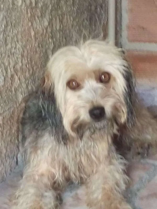 Cachorro ra a Poodle idade 6 ou mais anos nome Sofí GRATIFICA