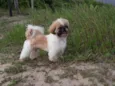 Bob