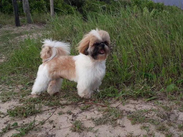Cachorro raça Shit-zu idade 2 anos nome Bob