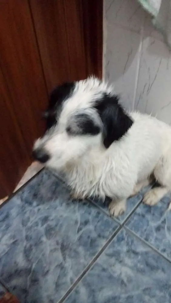 Cachorro ra a Nao sei idade 4 anos nome Lyly