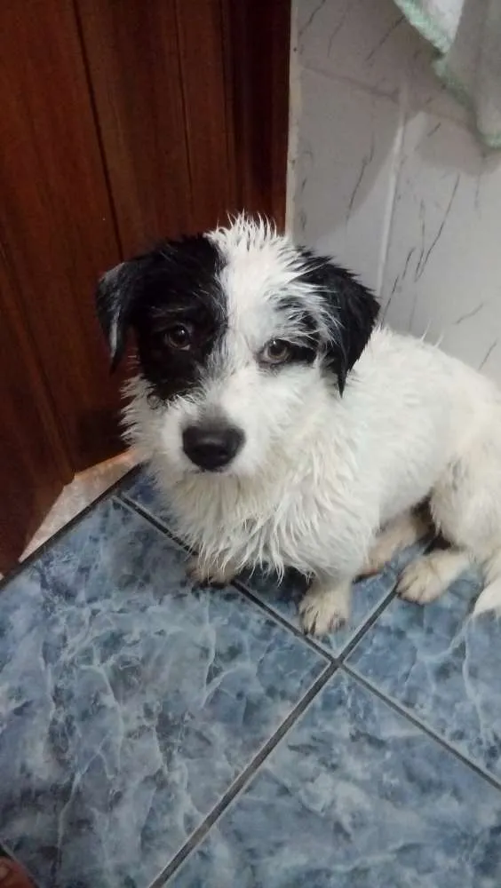 Cachorro ra a Nao sei idade 4 anos nome Lyly