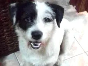 Cachorro raça Nao sei idade 4 anos nome Lyly