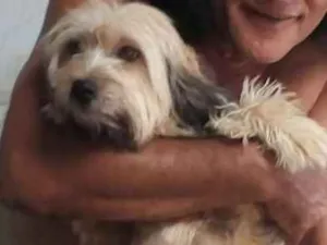 Cachorro raça Poodle idade 6 ou mais anos nome Sofí GRATIFICA