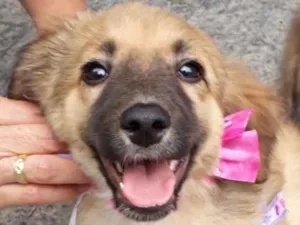 Cachorro raça Srd idade 2 a 6 meses nome Princesa