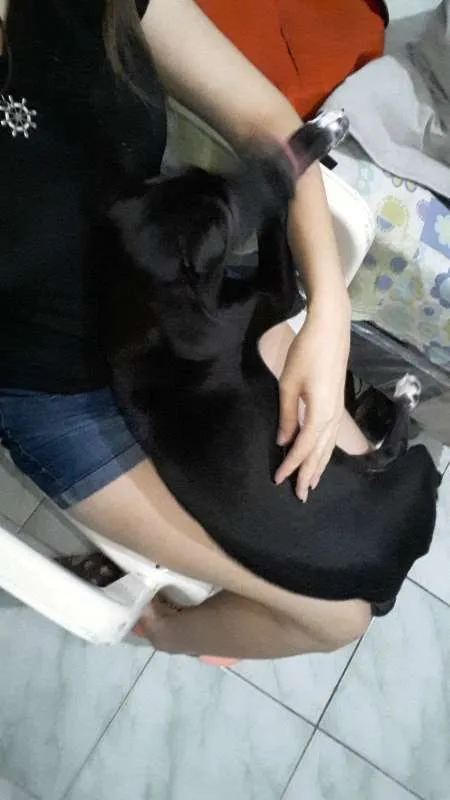 Cachorro ra a  idade 2 a 6 meses nome Atena