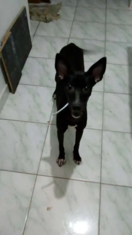 Cachorro ra a  idade 2 a 6 meses nome Atena