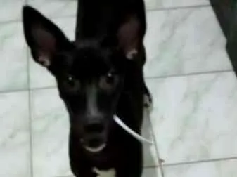 Cachorro ra a  idade 2 a 6 meses nome Atena