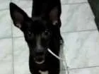 Cachorro raça  idade 2 a 6 meses nome Atena