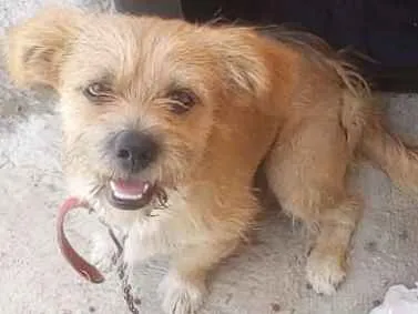 Cachorro raça Cocker idade 1 ano nome zito e zinha