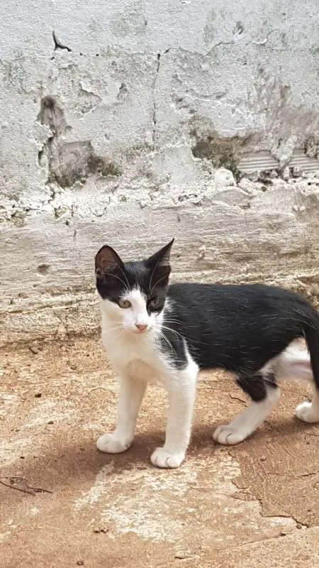 Gato ra a domestico idade 2 a 6 meses nome varios