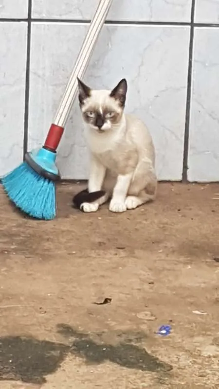 Gato ra a domestico idade 2 a 6 meses nome varios