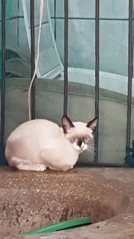 Gato ra a domestico idade 2 a 6 meses nome varios