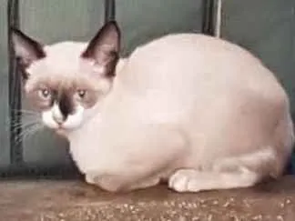 Gato ra a domestico idade 2 a 6 meses nome varios