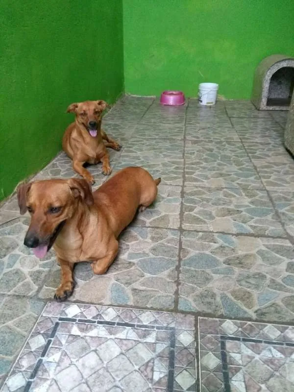 Cachorro ra a Basset-Cofap idade 3 anos nome CATARINA 