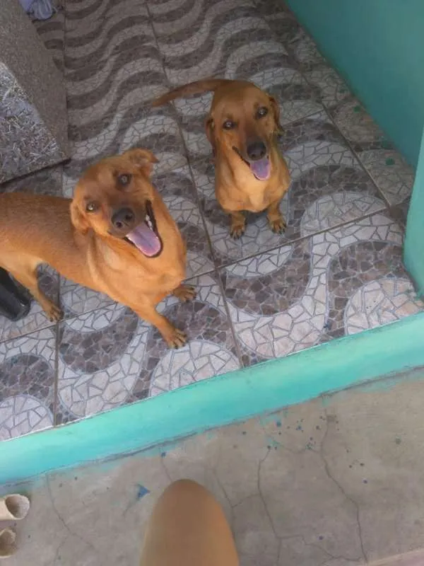 Cachorro ra a Basset-Cofap idade 3 anos nome CATARINA 