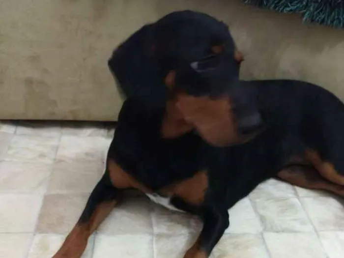 Cachorro ra a Sem Raça idade 1 ano nome Diana