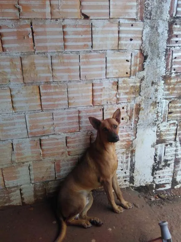 Cachorro raça Dobermann idade 2 a 6 meses nome marley