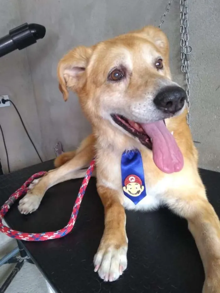 Cachorro raça Indefinida idade 6 ou mais anos nome Totti