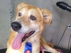 Cachorro raça Indefinida idade 6 ou mais anos nome Totti
